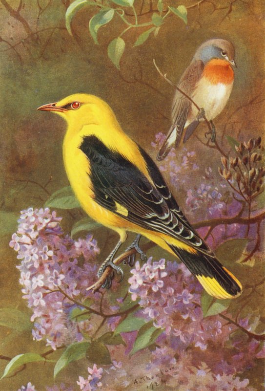 Vöröshasú légykapó, aranypiroska (színes litográfia) alkotó: Archibald Thorburn