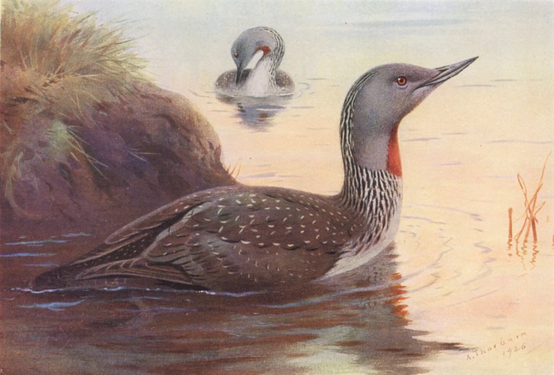 Vöröstorkú búvár (színes litográfia) alkotó: Archibald Thorburn