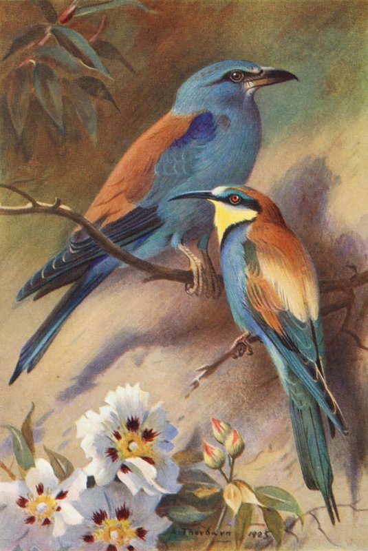 Hengertekercs, méhevő (színes litográfia) alkotó: Archibald Thorburn