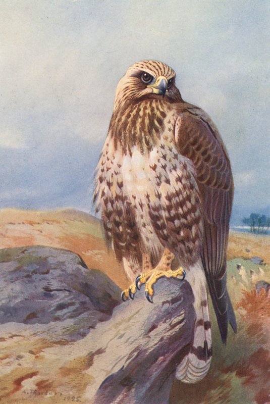 Túzok (színes litográfia) alkotó: Archibald Thorburn