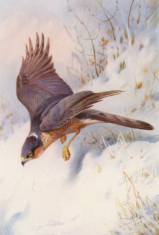 Veréb-sólyom (felnőtt hím) (színes litográfia) alkotó: Archibald Thorburn