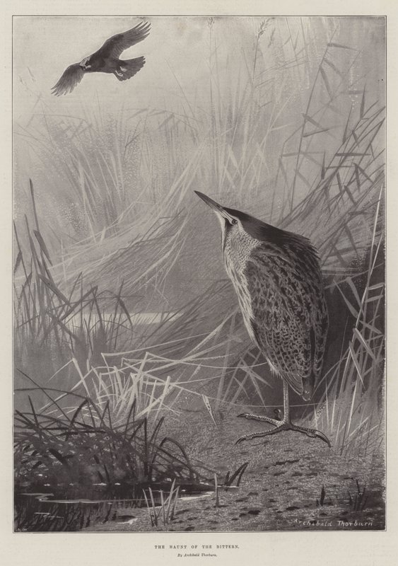 A keserű kísértete alkotó: Archibald Thorburn