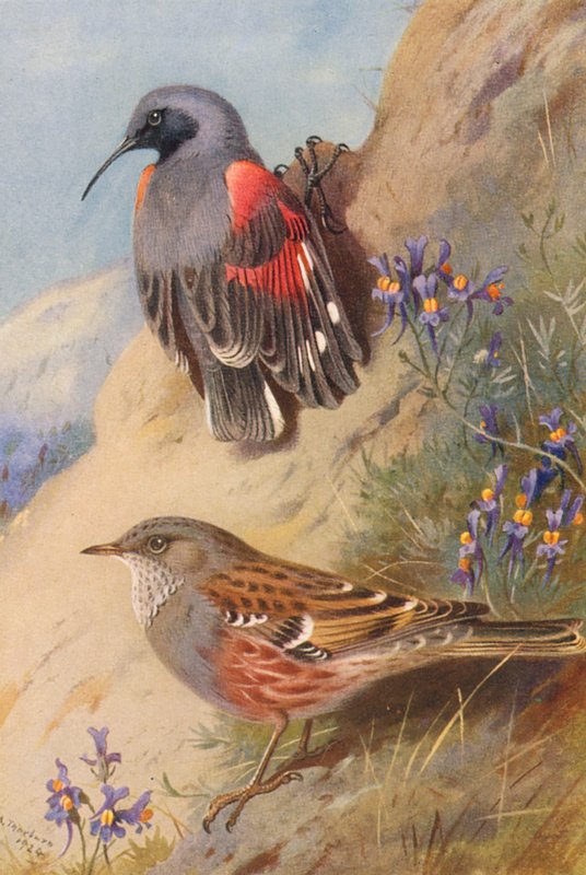 Falmászó, Alpine Accentor (színes litográfia) alkotó: Archibald Thorburn