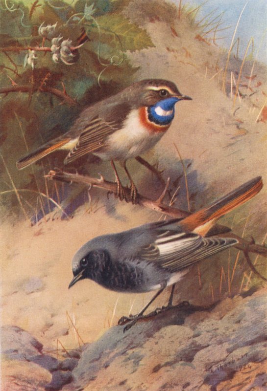 Fehérfoltos kékvércse, fekete vörösbegy (színes lithó) alkotó: Archibald Thorburn