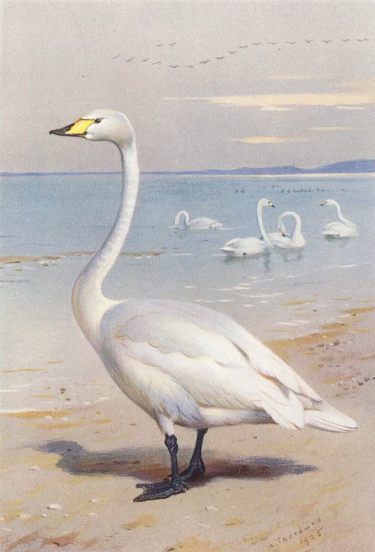 Pacsirtahattyú (színes litográfia) alkotó: Archibald Thorburn
