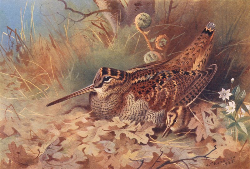 Woodcock (színes litográfia) alkotó: Archibald Thorburn