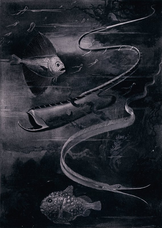Mélytengeri hal (litho) alkotó: Arthur Twidle