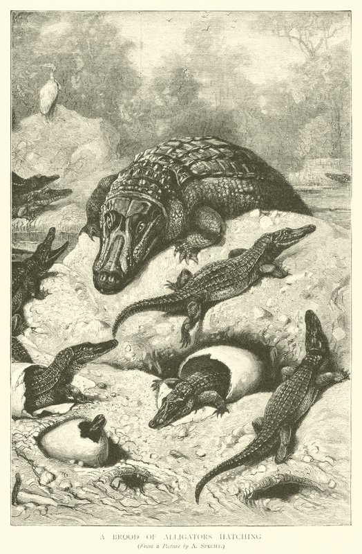 Kikelő aligátorfiú (metszet) alkotó: August Specht