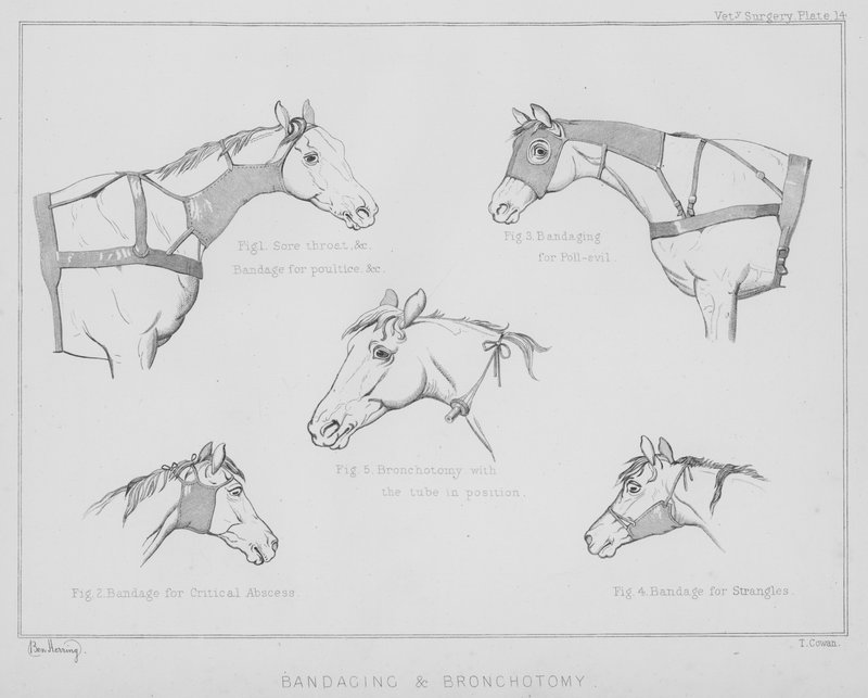 Kötözés és bronchotomia (litho) alkotó: Benjamin Herring