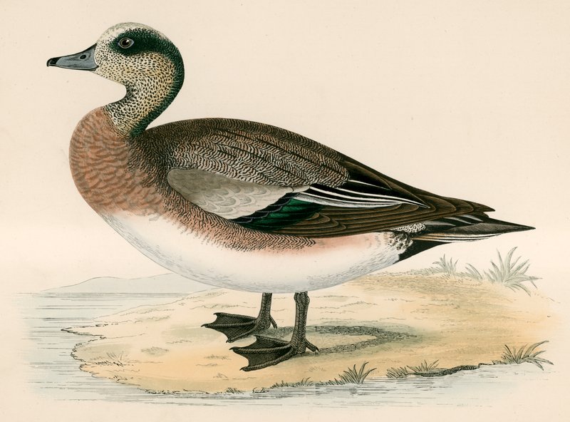 Amerikai Wigeon alkotó: Beverley R. Morris