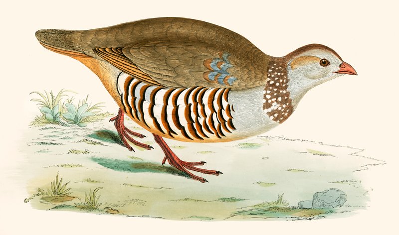 Barbary Partridge alkotó: Beverley R. Morris