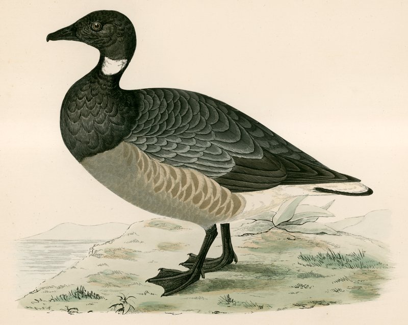 Brent Goose alkotó: Beverley R. Morris