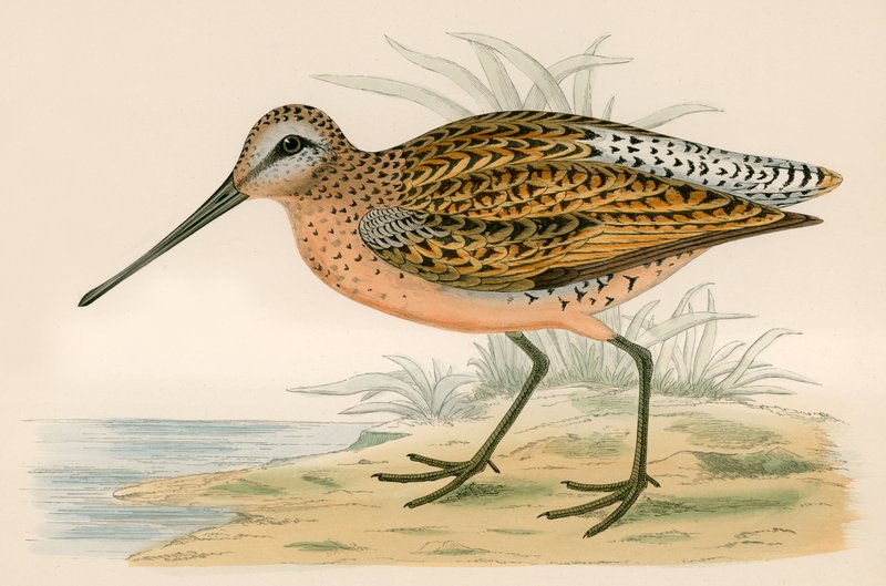 Barna Snipe alkotó: Beverley R. Morris