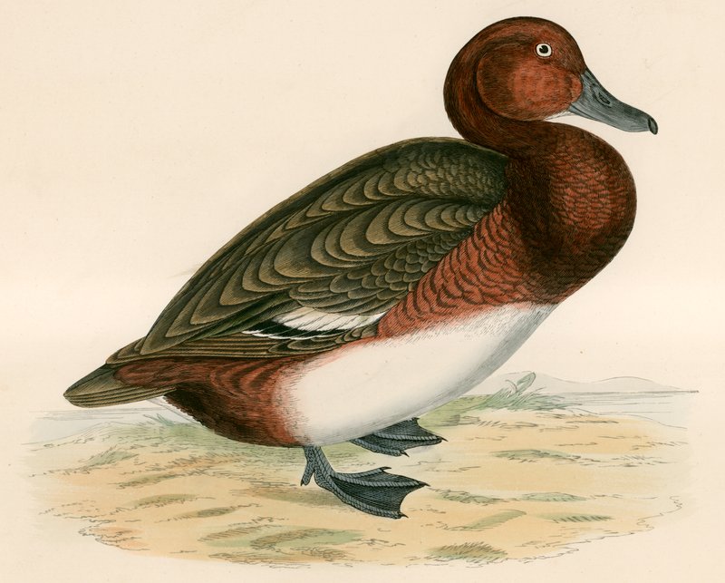 Ferruginous Duck alkotó: Beverley R. Morris