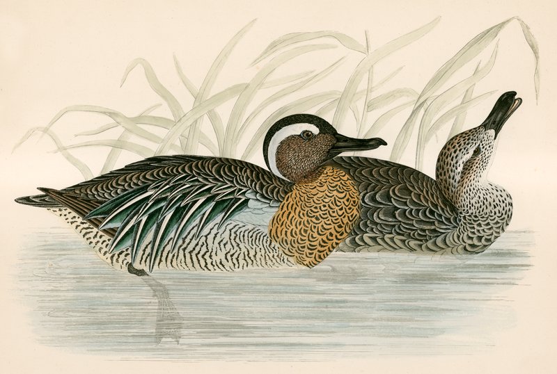 Garganey Teal alkotó: Beverley R. Morris