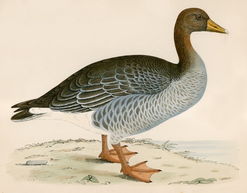 Gray Lag Goose alkotó: Beverley R. Morris