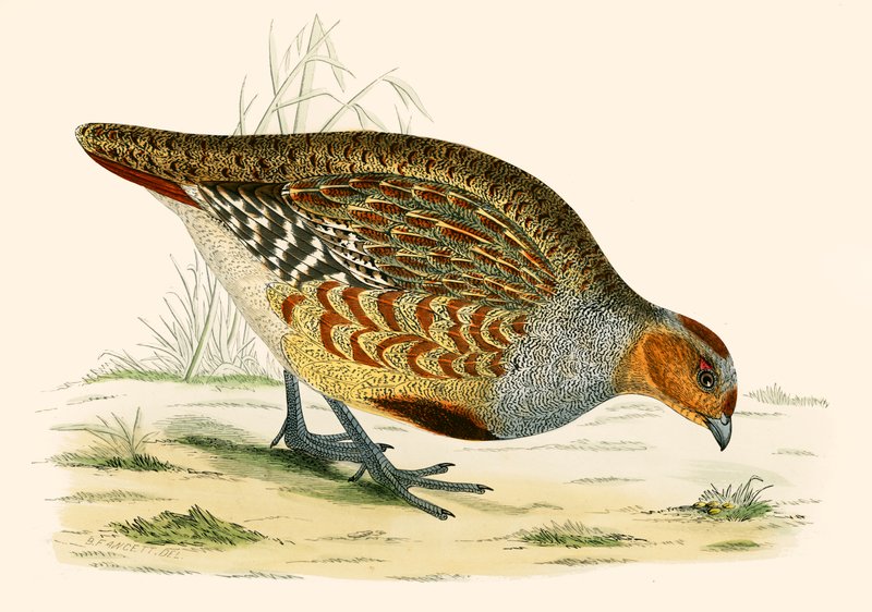 Partridge alkotó: Beverley R. Morris