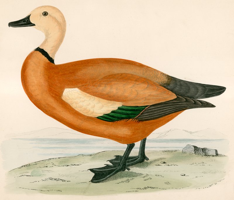 Ruddy Shieldrake alkotó: Beverley R. Morris