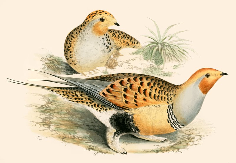 Sand Grouse alkotó: Beverley R. Morris