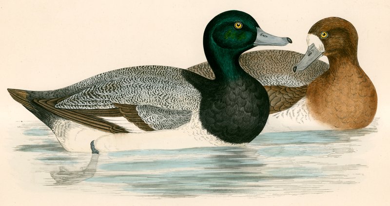 Scaup Duck alkotó: Beverley R. Morris