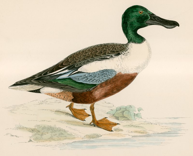 Lapátoló alkotó: Beverley R. Morris