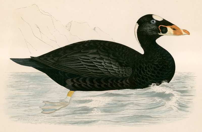Persze Scooter alkotó: Beverley R. Morris