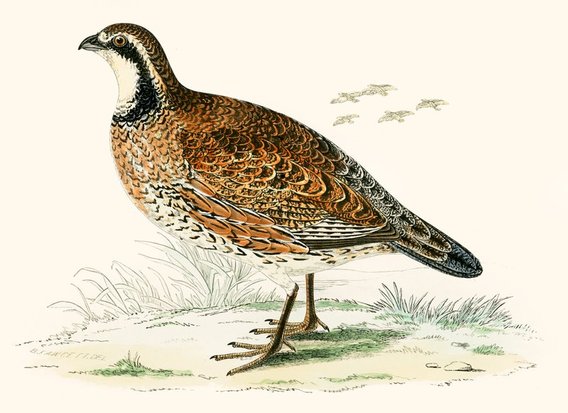 Virginian Partridge alkotó: Beverley R. Morris
