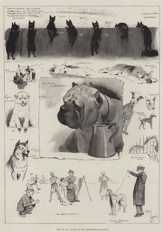 Minden Nemzetek Kutyái a Westminster Akváriumban alkotó: Cecil Charles Windsor Aldin