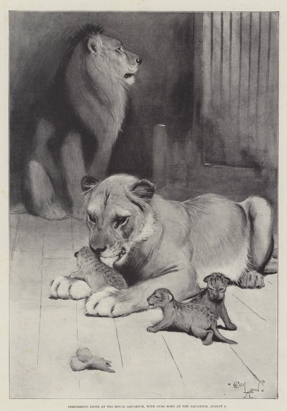 Oroszlánok fellépése a Royal Aquariumban, az akváriumban született kölykökkel augusztus 6-án alkotó: Cecil Charles Windsor Aldin