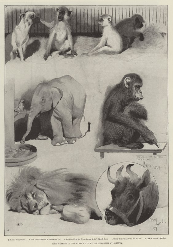 A Barnum és Bailey Menagerie néhány tagja az Olimpiában alkotó: Cecil Charles Windsor Aldin