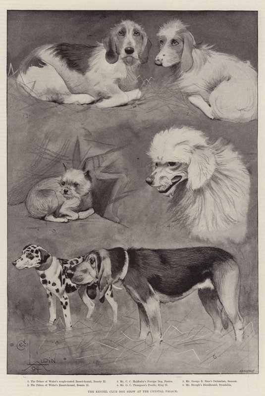 A Kennel Club kutyakiállítás a Crystal Palace-ban alkotó: Cecil Charles Windsor Aldin