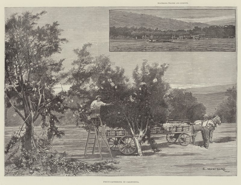 Gyümölcsgyűjtés Kaliforniában alkotó: Charles Auguste Loye