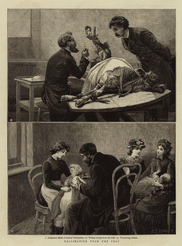 Védőoltás a borjútól alkotó: Charles J. Staniland