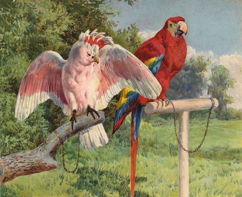 Kakadu és ara (chromolitho) alkotó: Charles Collins