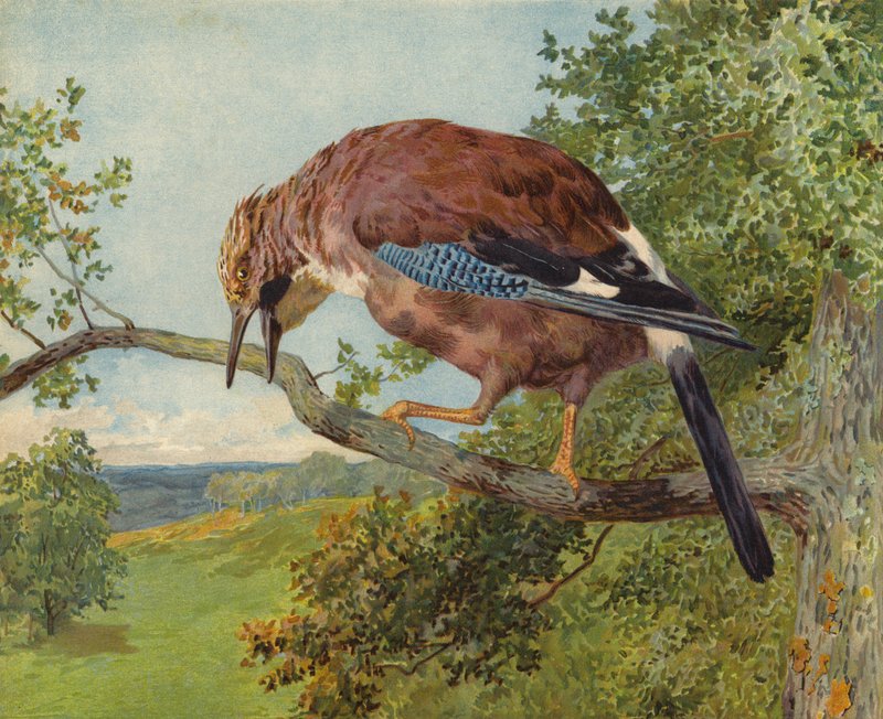 eurázsiai szajkó (chromolitho) alkotó: Charles Collins