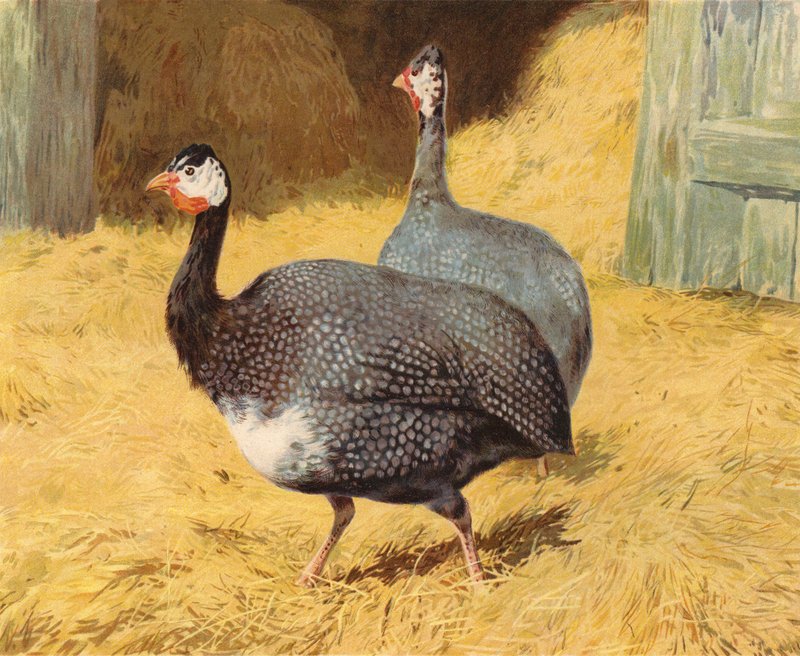 Gyöngytyúk (chromolitho) alkotó: Charles Collins