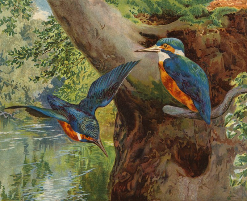 jégmadár (chromolitho) alkotó: Charles Collins