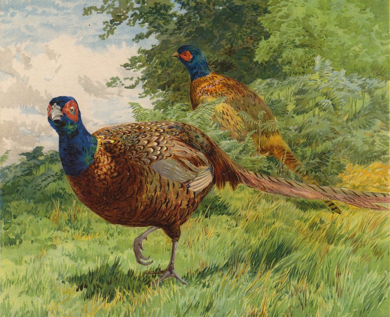 Fácán (chromolitho) alkotó: Charles Collins