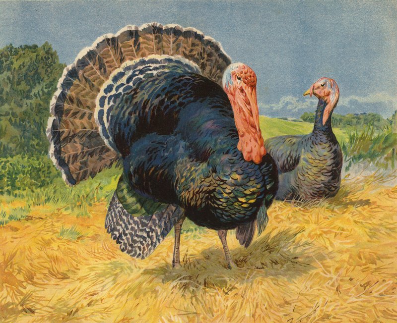 Pulyka (chromolitho) alkotó: Charles Collins