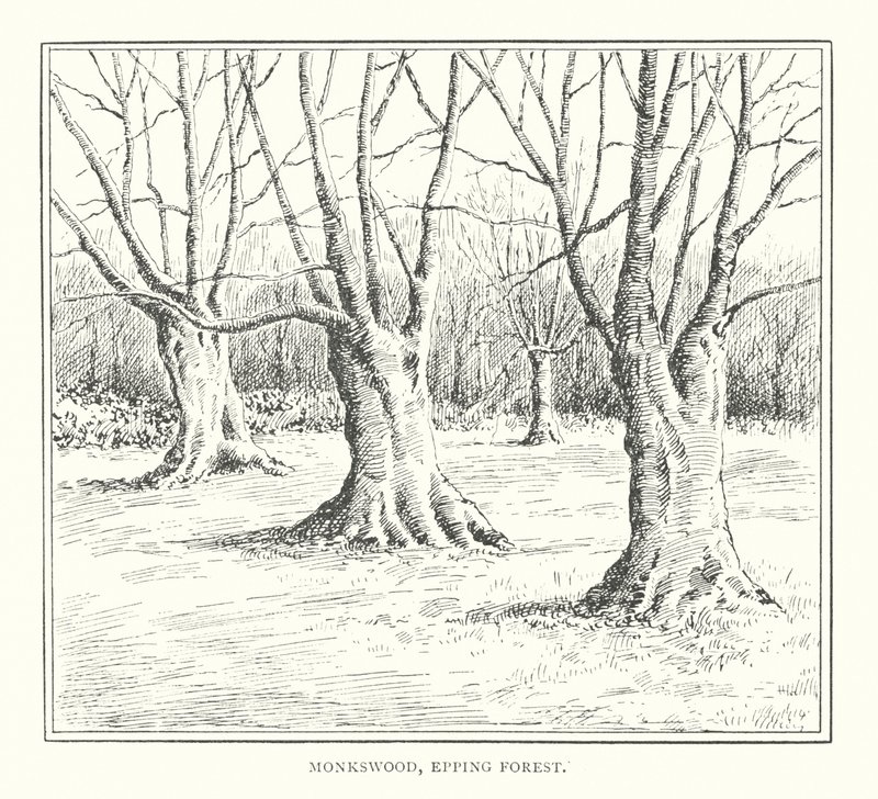 Monkswood, Epping Forest (litográfia) alkotó: Duncan Moul