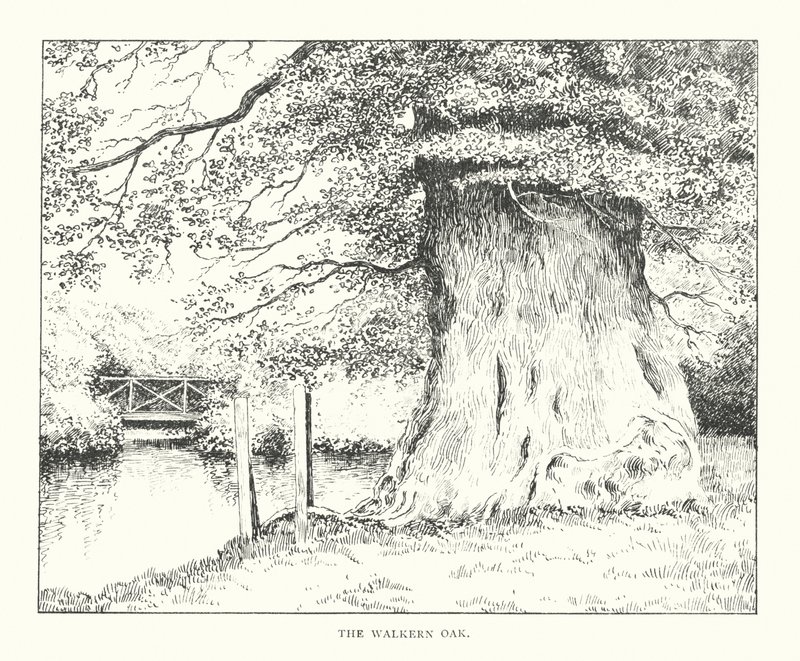A Walkern tölgy (litográfia) alkotó: Duncan Moul
