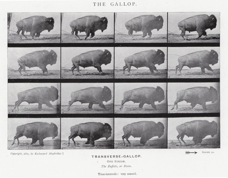 Eadweard Muybridge: A vágta (f/w fotó) alkotó: Eadweard Muybridge