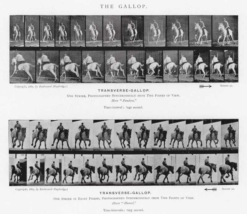 Eadweard Muybridge: A vágta (f/w fotó) alkotó: Eadweard Muybridge
