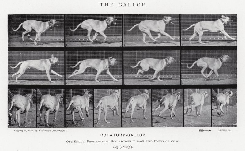 Eadweard Muybridge: A vágta (f/w fotó) alkotó: Eadweard Muybridge