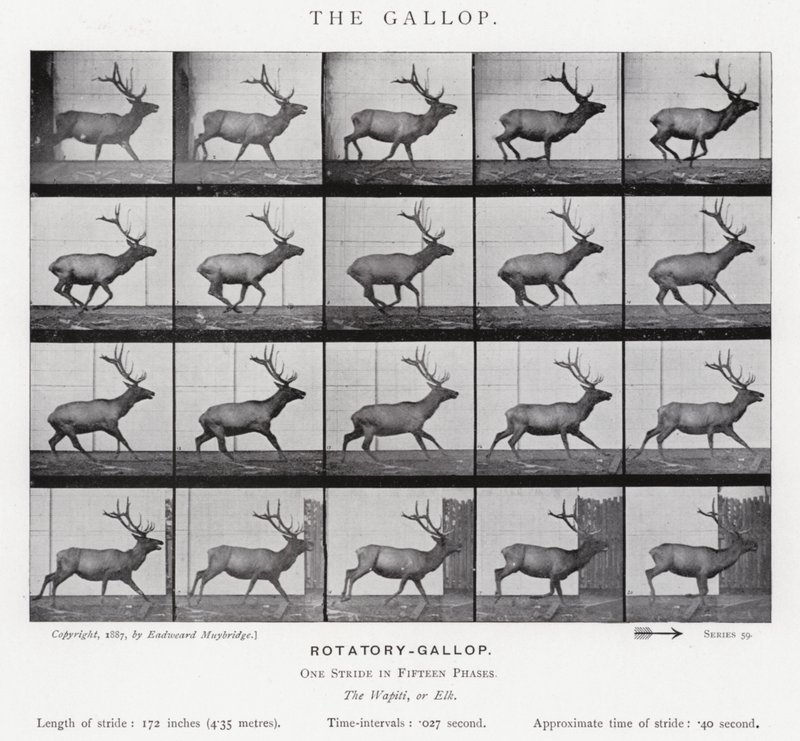 Eadweard Muybridge: A vágta (f/w fotó) alkotó: Eadweard Muybridge