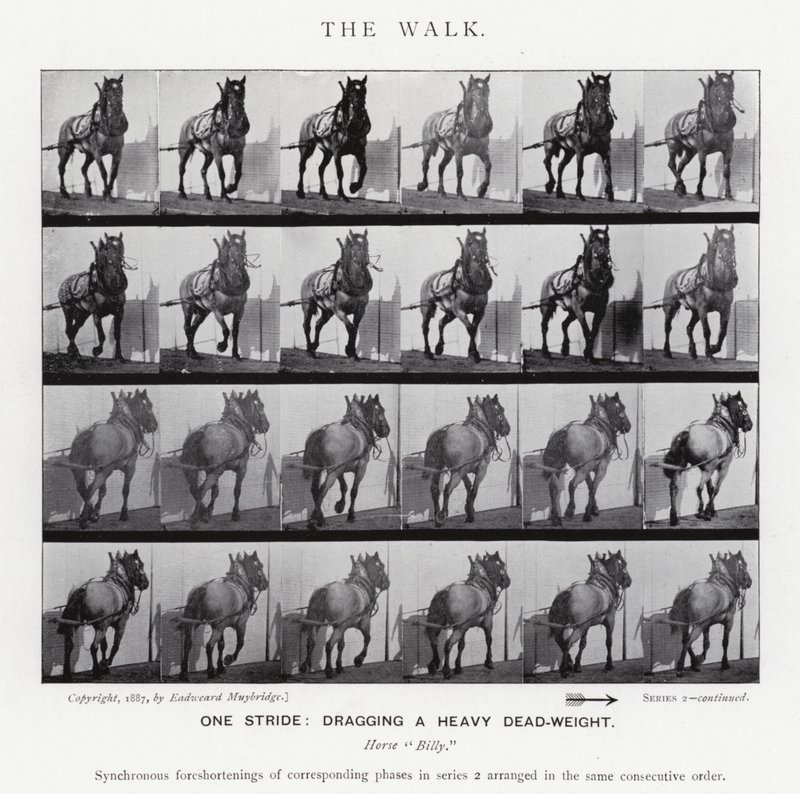 Eadweard Muybridge: The Walk (f/w fotó) alkotó: Eadweard Muybridge