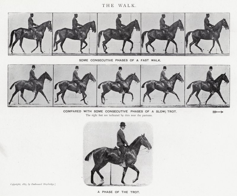 Eadweard Muybridge: The Walk (f/w fotó) alkotó: Eadweard Muybridge