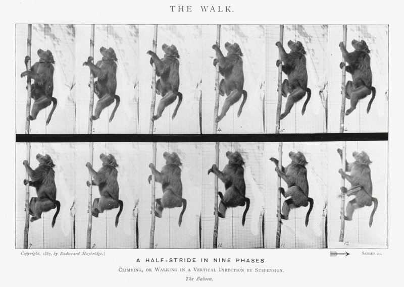 Eadweard Muybridge: The Walk (f/w fotó) alkotó: Eadweard Muybridge