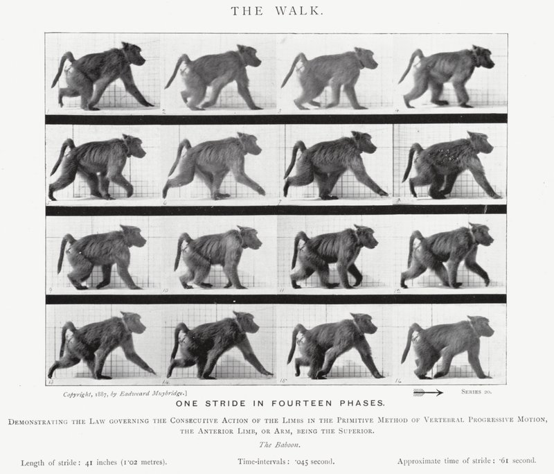 Eadweard Muybridge: The Walk (f/w fotó) alkotó: Eadweard Muybridge