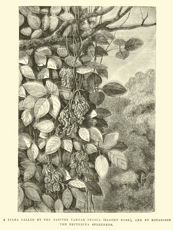 A bennszülöttek által Yahuar Cencca (véres orr) és a botanikusok az Erythrina splendens nevű liánát alkotó: Edouard Riou